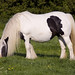 Tom Manes Photo 4