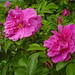 Denise May Photo 11