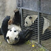 Mei Gao Photo 10