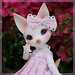 Sugar Fox Photo 5