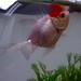 Larry Fish Photo 10