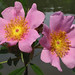Rosa Morgan Photo 7