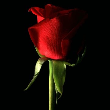 Farzad Rahmani Photo 19