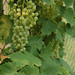 Ryan Grape Photo 5