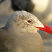 Barbara Gull Photo 3