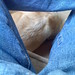 Edward Labrador Photo 2
