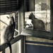 Andres Cuestas Photo 4
