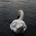 James Swank Photo 10