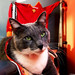 John Curci Photo 8