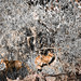 Kelvin Fox Photo 6