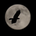 Brian Crow Photo 14