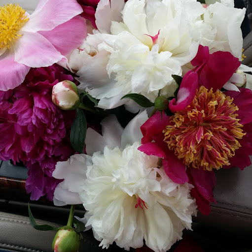 Ann Rogers Photo 35