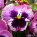 Viola English Photo 3