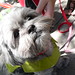 Robin Shih Photo 8