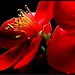 Christine Poirier Photo 11