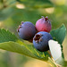 Steven Berry Photo 15