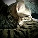 Seth Tobias Photo 8