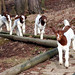 Marvin Stick Photo 3