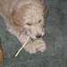 Archie Spencer Photo 5