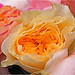 David Rose Photo 6