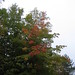Troy Leaf Photo 3
