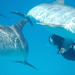 Crystal Dolphin Photo 4