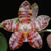 David Lim Photo 15