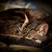 Randy Curl Photo 5