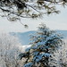 Virginia Roberson Photo 12