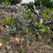Robert Mcgillivray Photo 11