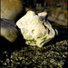 Sandra Stone Photo 14