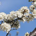 Gerald Bloom Photo 11