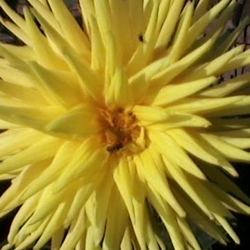 Terry Simpson Photo 10