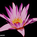 Moises Flores Photo 2