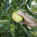 Jeff Apple Photo 13