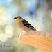 Cynthia Finch Photo 6