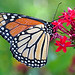 Paula Wing Photo 6