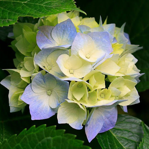Diane Bailey Photo 18