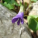 Violet Stone Photo 10