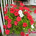 Flora Ramirez Photo 12