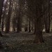 Lane Wood Photo 10