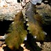 Edwin Chestnut Photo 6
