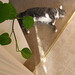Doris Vine Photo 1