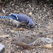 Jay Dove Photo 7