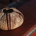 Jonathan Shell Photo 12