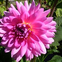 Janis Stephens Photo 27