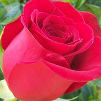 Abdul Ansari Photo 33