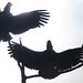 Fran Crow Photo 3