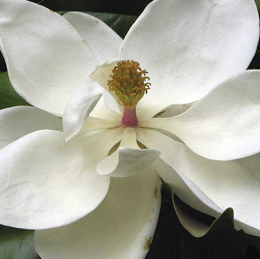 Joyce Blair Photo 34