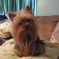 Lisa Starcher Photo 23